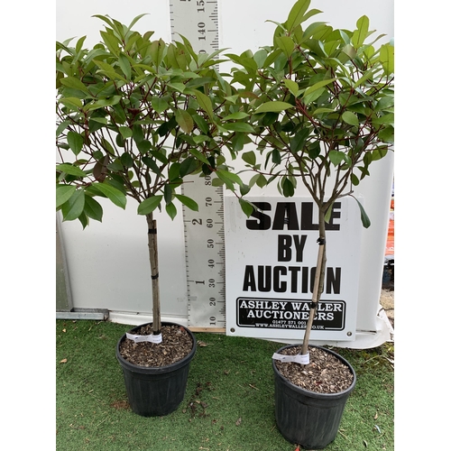 190 - A PAIR OF STANDARD PHOTINIA FRASERI RED ROBIN TREES 140CM TALL IN A 10 LTR POT TO BE SOLD FOR THE PA... 