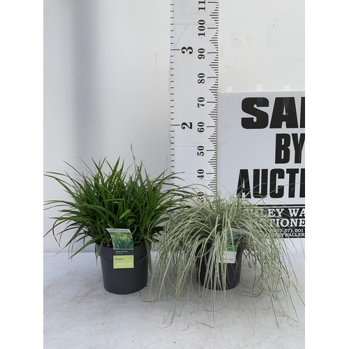 193 - TWO HARDY ORNAMENTAL GRASSES CAREX OSHIMENSIS 'EVEREST' AND 'IRISH GREEN' IN 3 LTR POTS APPROX 40CM ... 