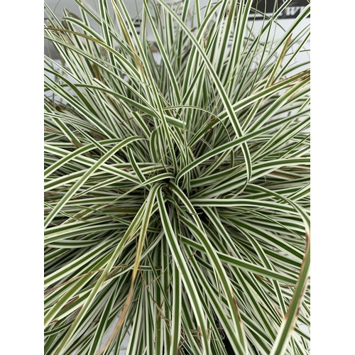 193 - TWO HARDY ORNAMENTAL GRASSES CAREX OSHIMENSIS 'EVEREST' AND 'IRISH GREEN' IN 3 LTR POTS APPROX 40CM ... 