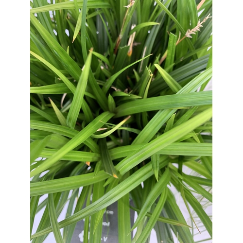 193 - TWO HARDY ORNAMENTAL GRASSES CAREX OSHIMENSIS 'EVEREST' AND 'IRISH GREEN' IN 3 LTR POTS APPROX 40CM ... 