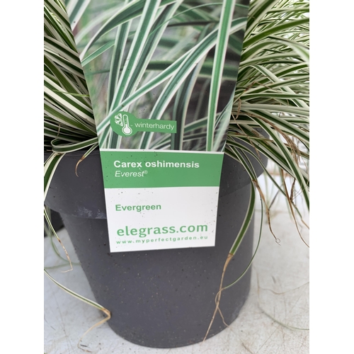 193 - TWO HARDY ORNAMENTAL GRASSES CAREX OSHIMENSIS 'EVEREST' AND 'IRISH GREEN' IN 3 LTR POTS APPROX 40CM ... 