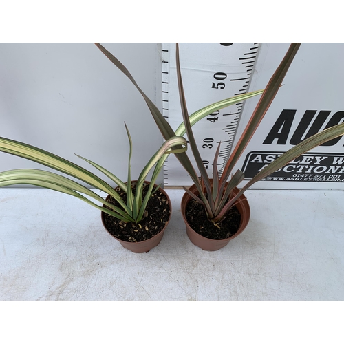 195 - TWO PHORMIUM TENAX 'RAINBOW QUEEN' AND 'CREAM DELIGHT' APPROX 50-70CM IN HEIGHT IN 3 LTR POTS PLUS V... 