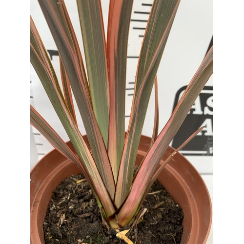 195 - TWO PHORMIUM TENAX 'RAINBOW QUEEN' AND 'CREAM DELIGHT' APPROX 50-70CM IN HEIGHT IN 3 LTR POTS PLUS V... 