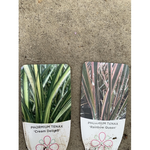 195 - TWO PHORMIUM TENAX 'RAINBOW QUEEN' AND 'CREAM DELIGHT' APPROX 50-70CM IN HEIGHT IN 3 LTR POTS PLUS V... 