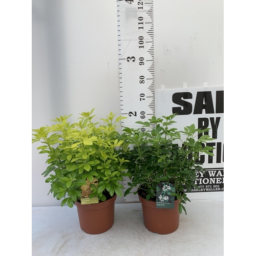 196 - TWO LARGE CHOISYA TERNATA 'BRICA' AND 'AZTEC PEARL' IN 5 LTR POTS APPROX 55CM IN HEIGHT PLUS VAT TO ... 