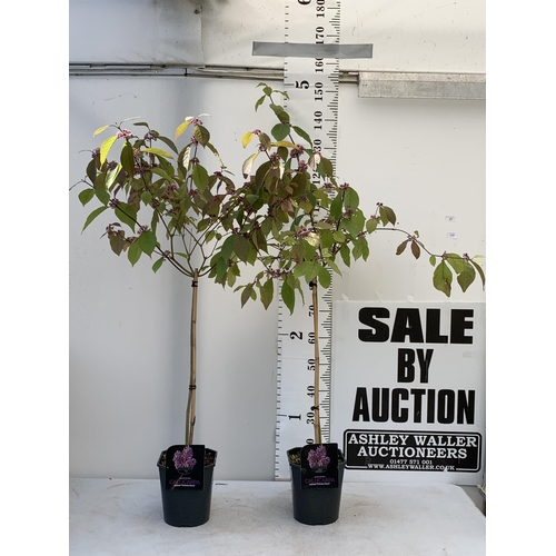 20 - TWO PURPLE CALLICARPA STANDARD TREES BODINIERI PROFUSION IN 4 LTR POTS 140-150CM IN HEIGHT PLUS VAT ... 