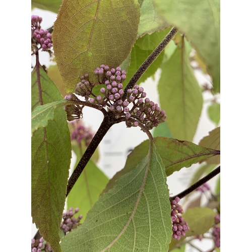 20 - TWO PURPLE CALLICARPA STANDARD TREES BODINIERI PROFUSION IN 4 LTR POTS 140-150CM IN HEIGHT PLUS VAT ... 