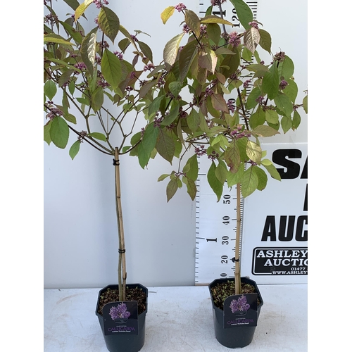 20 - TWO PURPLE CALLICARPA STANDARD TREES BODINIERI PROFUSION IN 4 LTR POTS 140-150CM IN HEIGHT PLUS VAT ... 