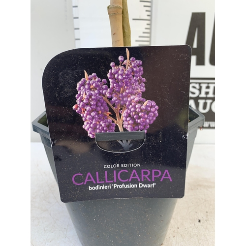 20 - TWO PURPLE CALLICARPA STANDARD TREES BODINIERI PROFUSION IN 4 LTR POTS 140-150CM IN HEIGHT PLUS VAT ... 