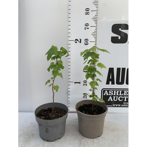 205 - TWO SWEET GUM LIQUID AMBAR STYRACIFLUA TREES APPROX 60CM IN HEIGHT IN 3LTR POTS PLUS VAT TO BE SOLD ... 