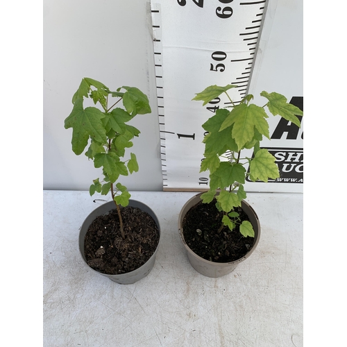 205 - TWO SWEET GUM LIQUID AMBAR STYRACIFLUA TREES APPROX 60CM IN HEIGHT IN 3LTR POTS PLUS VAT TO BE SOLD ... 