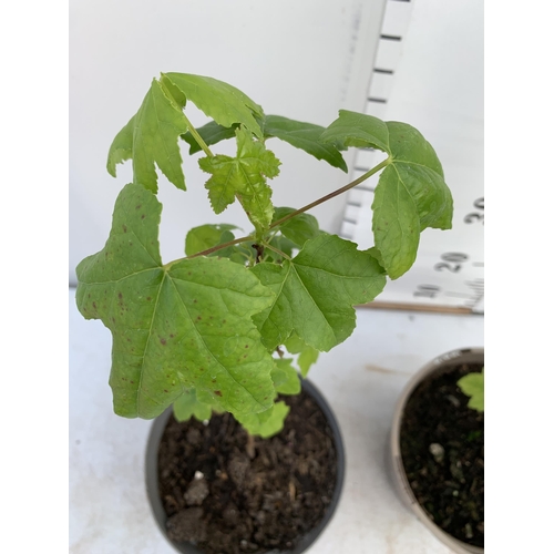 205 - TWO SWEET GUM LIQUID AMBAR STYRACIFLUA TREES APPROX 60CM IN HEIGHT IN 3LTR POTS PLUS VAT TO BE SOLD ... 