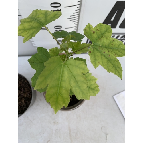 205 - TWO SWEET GUM LIQUID AMBAR STYRACIFLUA TREES APPROX 60CM IN HEIGHT IN 3LTR POTS PLUS VAT TO BE SOLD ... 