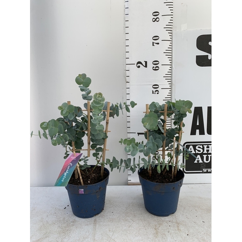 206 - TWO EUCALYPTUS CINEREA 'SILVER DOLLAR' ON A FRAME IN 2 LITRE POTS  APPROX 45-50CM IN HEIGHT WITH CAR... 