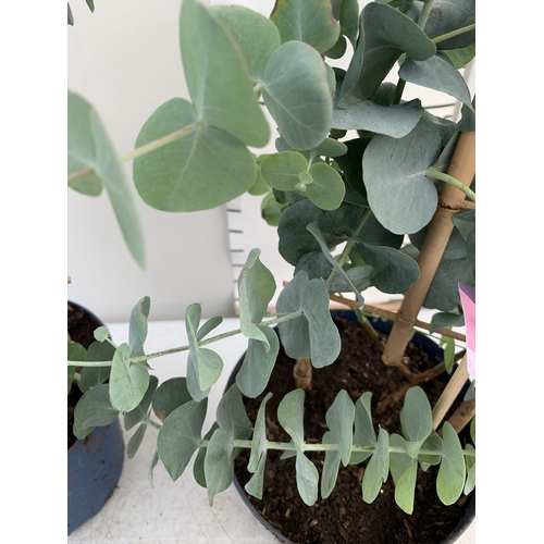 206 - TWO EUCALYPTUS CINEREA 'SILVER DOLLAR' ON A FRAME IN 2 LITRE POTS  APPROX 45-50CM IN HEIGHT WITH CAR... 