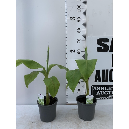 208 - TWO MUSA BASJOO BANANA PLANTS IN 2 LTR POTS 60CM TALL TO BE SOLD FOR THE TWO NO VAT