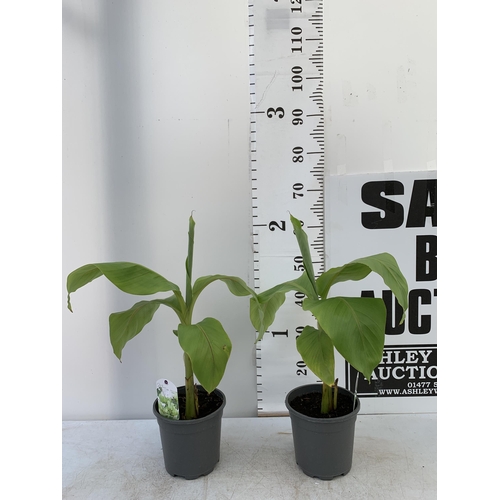 208 - TWO MUSA BASJOO BANANA PLANTS IN 2 LTR POTS 60CM TALL TO BE SOLD FOR THE TWO NO VAT