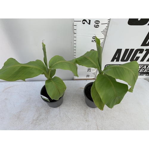 208 - TWO MUSA BASJOO BANANA PLANTS IN 2 LTR POTS 60CM TALL TO BE SOLD FOR THE TWO NO VAT