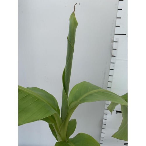 208 - TWO MUSA BASJOO BANANA PLANTS IN 2 LTR POTS 60CM TALL TO BE SOLD FOR THE TWO NO VAT