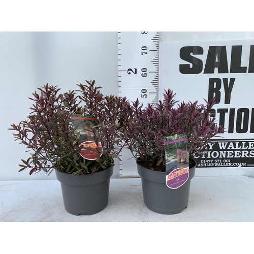 209 - TWO LARGE HEBE MAGICOLOURS 'MAGIC SUMMER' AND 'WILD ROMANCE' IN 5 LTR POTS APPROX 50CM IN HEIGHT PLU... 