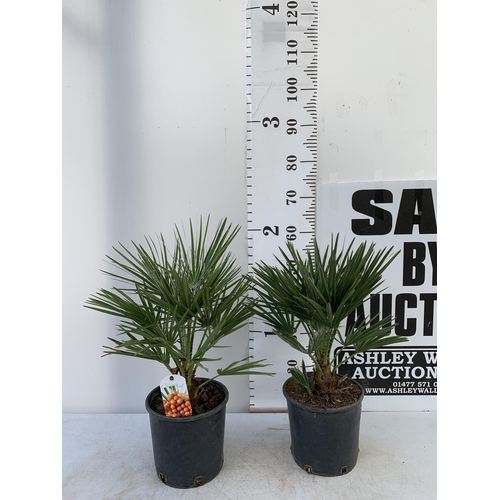 210 - TWO CHAMAEROPS HUMILIS HARDY IN 3 LTR POTS APPROX 65CM IN HEIGHT PLUS VAT TO BE SOLD FOR THE TWO