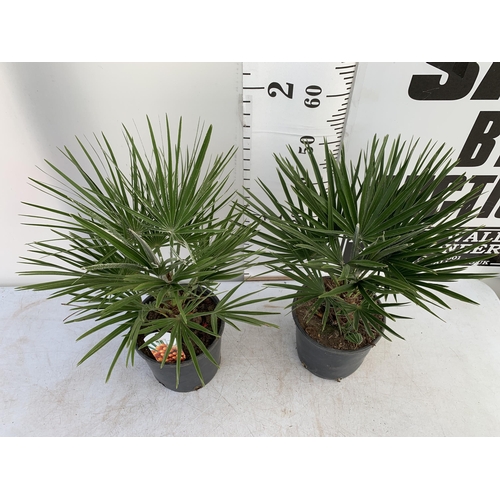 210 - TWO CHAMAEROPS HUMILIS HARDY IN 3 LTR POTS APPROX 65CM IN HEIGHT PLUS VAT TO BE SOLD FOR THE TWO