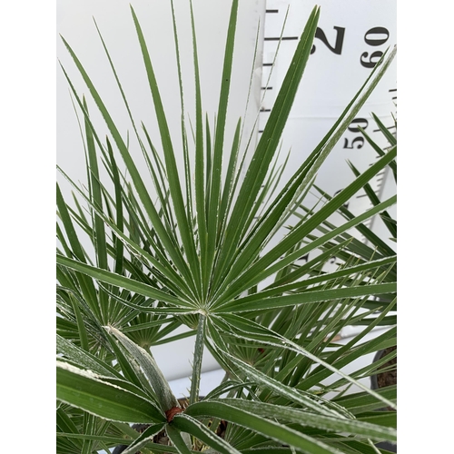 210 - TWO CHAMAEROPS HUMILIS HARDY IN 3 LTR POTS APPROX 65CM IN HEIGHT PLUS VAT TO BE SOLD FOR THE TWO