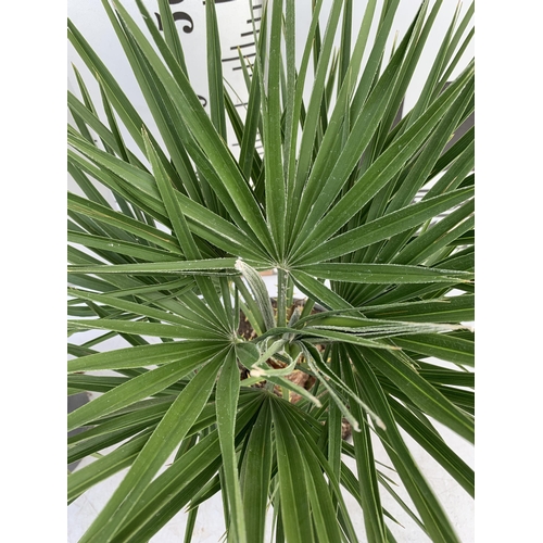 210 - TWO CHAMAEROPS HUMILIS HARDY IN 3 LTR POTS APPROX 65CM IN HEIGHT PLUS VAT TO BE SOLD FOR THE TWO