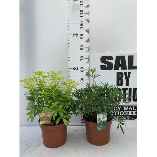 22 - TWO LARGE CHOISYA TERNATA 'BRICA' AND 'AZTEC PEARL' IN 5 LTR POTS APPROX 55CM IN HEIGHT PLUS VAT TO ... 