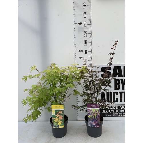 24 - TWO ACER PALMATUMS 'TROMPENBURG' AND 'ORANGE DREAM' IN 3 LTR POTS APPROX 80-100CM IN HEIGHT PLUS VAT... 