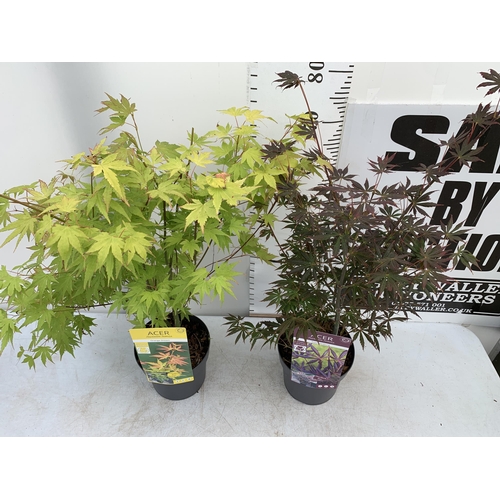 24 - TWO ACER PALMATUMS 'TROMPENBURG' AND 'ORANGE DREAM' IN 3 LTR POTS APPROX 80-100CM IN HEIGHT PLUS VAT... 