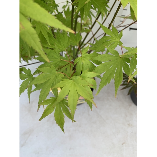 24 - TWO ACER PALMATUMS 'TROMPENBURG' AND 'ORANGE DREAM' IN 3 LTR POTS APPROX 80-100CM IN HEIGHT PLUS VAT... 