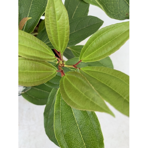 34 - TWO VIBURNUM 'DAVIDII' IN 2 LTR POTS APPROX 50-60CM IN HEIGHT TO BE SOLD FOR THE TWO PLUS VAT