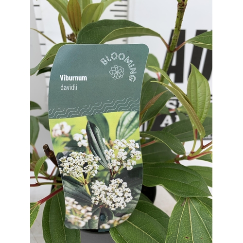 34 - TWO VIBURNUM 'DAVIDII' IN 2 LTR POTS APPROX 50-60CM IN HEIGHT TO BE SOLD FOR THE TWO PLUS VAT