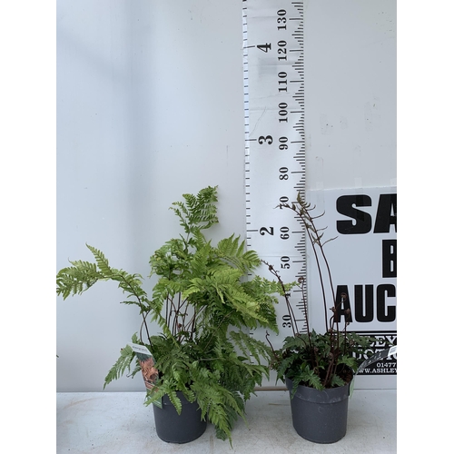 41 - TWO LARGE ELEGRASS FERNS ANISOCAMPIUM SHEARERI AND DRYOPTERIS KOIDZUMIANA IN 3 LTR POTS APPROX 70CM ... 