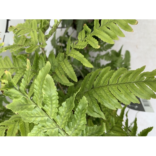 41 - TWO LARGE ELEGRASS FERNS ANISOCAMPIUM SHEARERI AND DRYOPTERIS KOIDZUMIANA IN 3 LTR POTS APPROX 70CM ... 