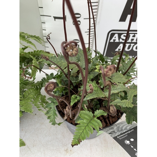 41 - TWO LARGE ELEGRASS FERNS ANISOCAMPIUM SHEARERI AND DRYOPTERIS KOIDZUMIANA IN 3 LTR POTS APPROX 70CM ... 