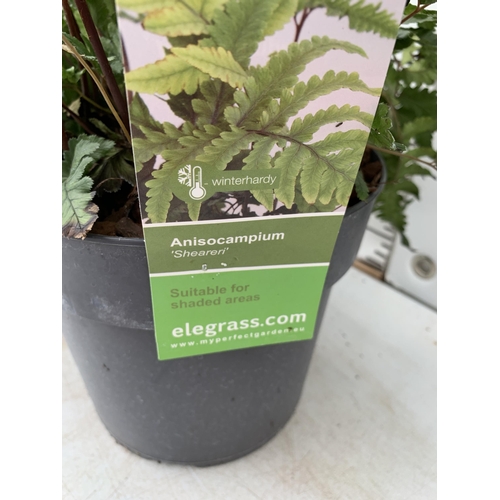 41 - TWO LARGE ELEGRASS FERNS ANISOCAMPIUM SHEARERI AND DRYOPTERIS KOIDZUMIANA IN 3 LTR POTS APPROX 70CM ... 