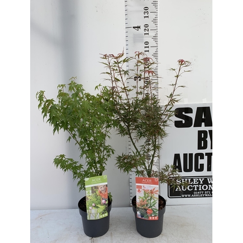 46 - TWO ACER PALMATUMS 'GOING GREEN' AND 'JERRE SCHWARTZ' IN 3 LTR POTS APPROX 90-110CM IN HEIGHT PLUS V... 