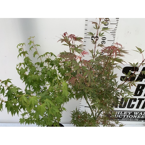 46 - TWO ACER PALMATUMS 'GOING GREEN' AND 'JERRE SCHWARTZ' IN 3 LTR POTS APPROX 90-110CM IN HEIGHT PLUS V... 