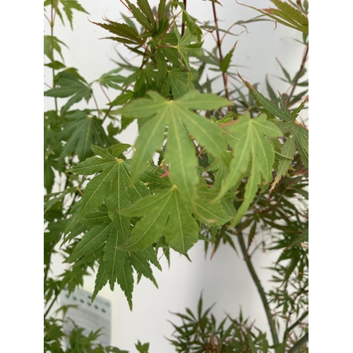 46 - TWO ACER PALMATUMS 'GOING GREEN' AND 'JERRE SCHWARTZ' IN 3 LTR POTS APPROX 90-110CM IN HEIGHT PLUS V... 