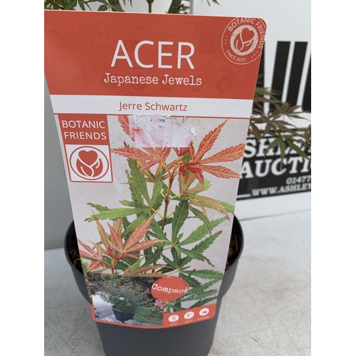 46 - TWO ACER PALMATUMS 'GOING GREEN' AND 'JERRE SCHWARTZ' IN 3 LTR POTS APPROX 90-110CM IN HEIGHT PLUS V... 