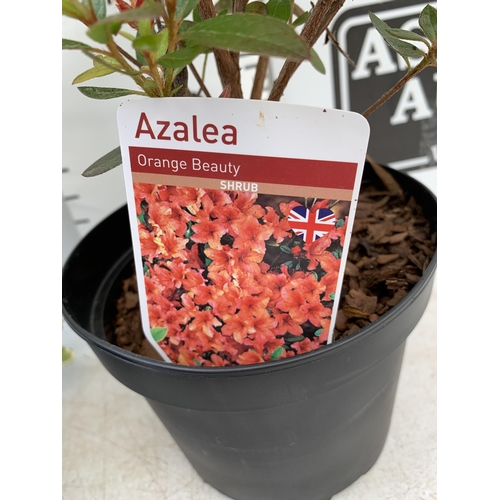 58 - THREE MIXED SHRUBS TO INCLUDE AN AZALEA 'ORANGE BEAUTY', A HYDRANGEA 'MADAME EMILE MOUILLERE' AND A ... 