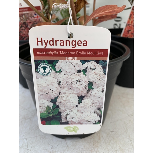 58 - THREE MIXED SHRUBS TO INCLUDE AN AZALEA 'ORANGE BEAUTY', A HYDRANGEA 'MADAME EMILE MOUILLERE' AND A ... 