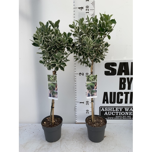 60 - TWO EUONYMUS JAPONICUS 'KATHY' STANDARD TREES IN 3 LTR POTS APPROX 110CM IN HEIGHT PLUS VAT TO BE SO... 