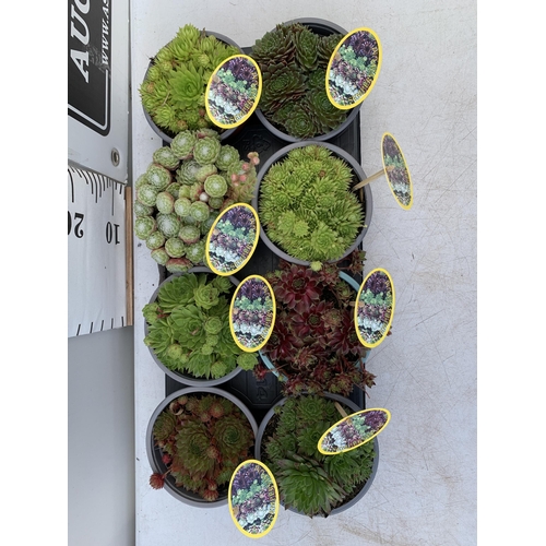 61 - EIGHT SEMPERVIVUM IN VARIETIES IN 1 LTR POTS ON A TRAY PLUS VAT TO BE SOLD FOR THE EIGHT