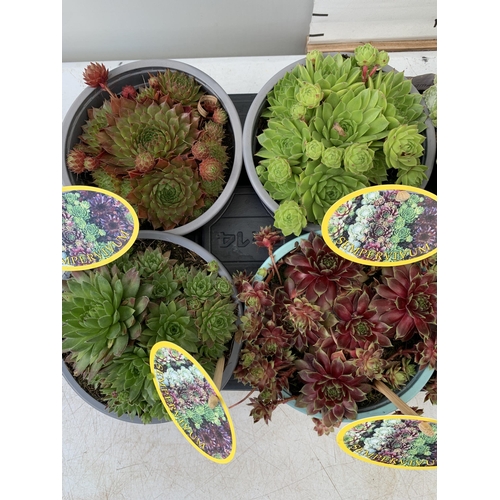 61 - EIGHT SEMPERVIVUM IN VARIETIES IN 1 LTR POTS ON A TRAY PLUS VAT TO BE SOLD FOR THE EIGHT