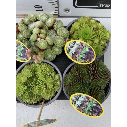 61 - EIGHT SEMPERVIVUM IN VARIETIES IN 1 LTR POTS ON A TRAY PLUS VAT TO BE SOLD FOR THE EIGHT