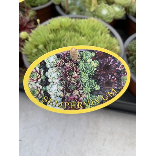 61 - EIGHT SEMPERVIVUM IN VARIETIES IN 1 LTR POTS ON A TRAY PLUS VAT TO BE SOLD FOR THE EIGHT