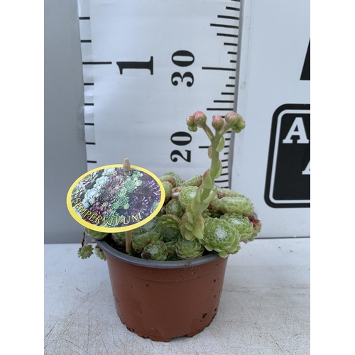 61 - EIGHT SEMPERVIVUM IN VARIETIES IN 1 LTR POTS ON A TRAY PLUS VAT TO BE SOLD FOR THE EIGHT